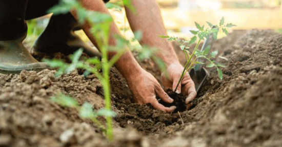 Image média: Résilience Alimentaire