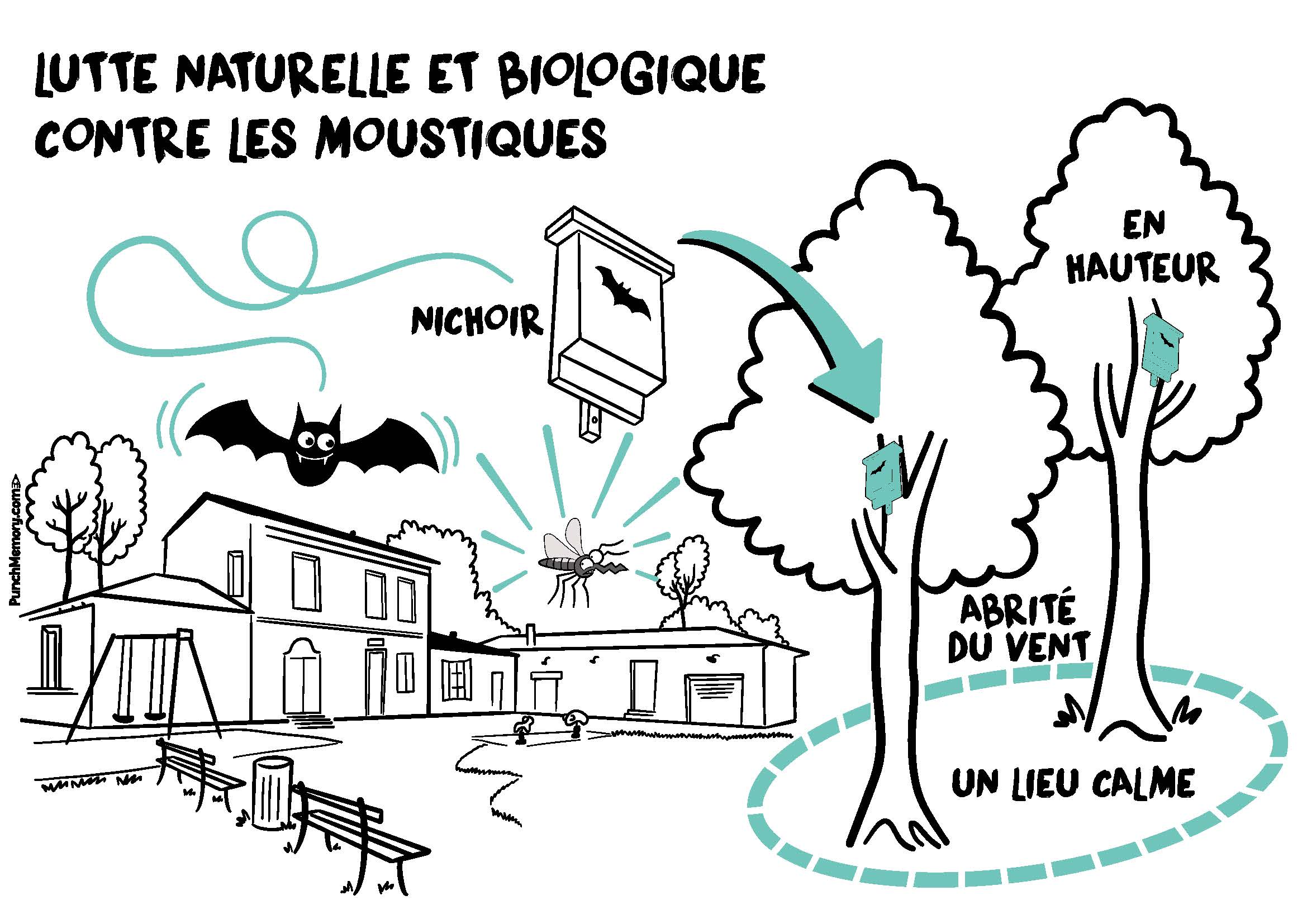 Image média: 4. Des chauves-souris contre les moustiques