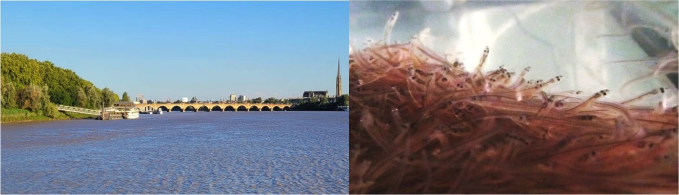 Aménagement d’un parcours de découverte des migrations de l’anguille reliant les deux rives de Bordeaux